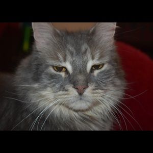 Meet your Posher, Amar